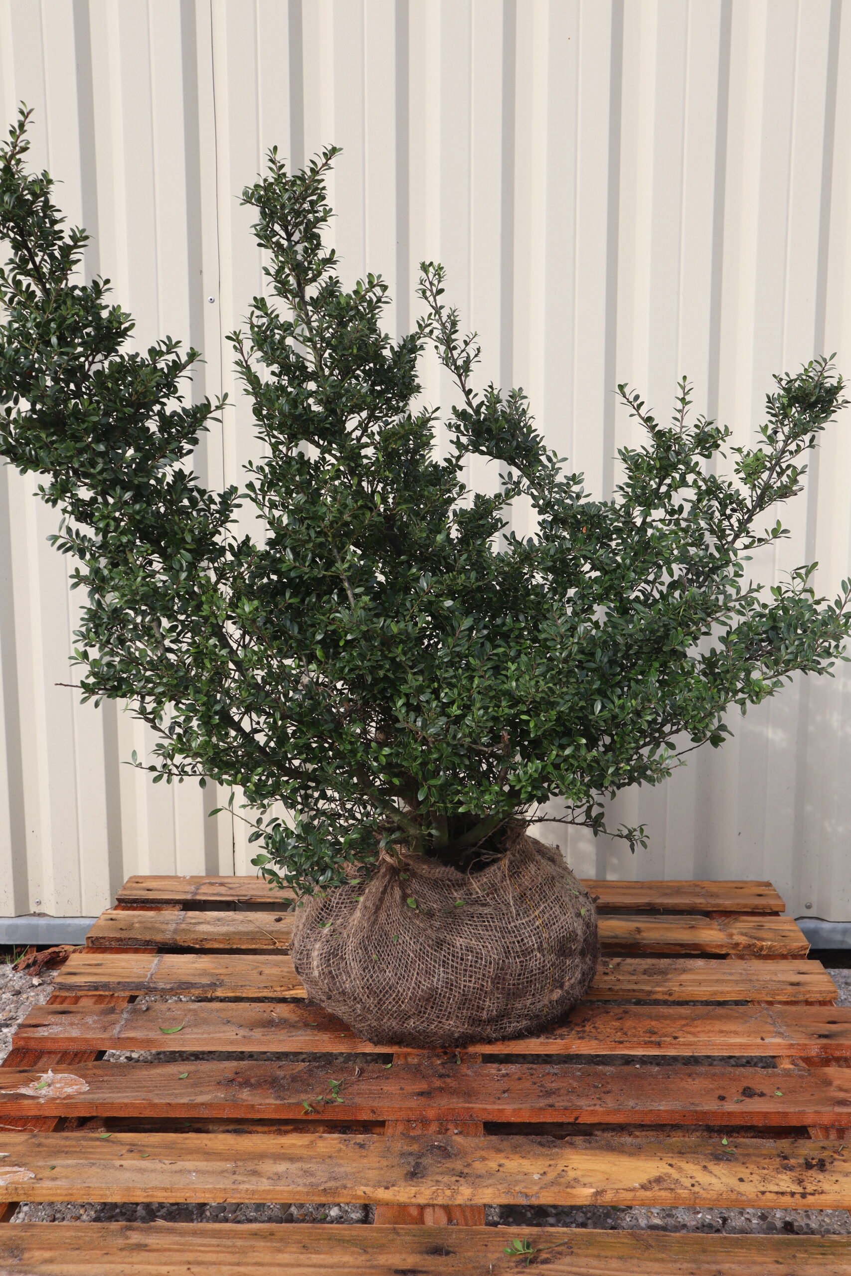 Ilex crenata Convexa