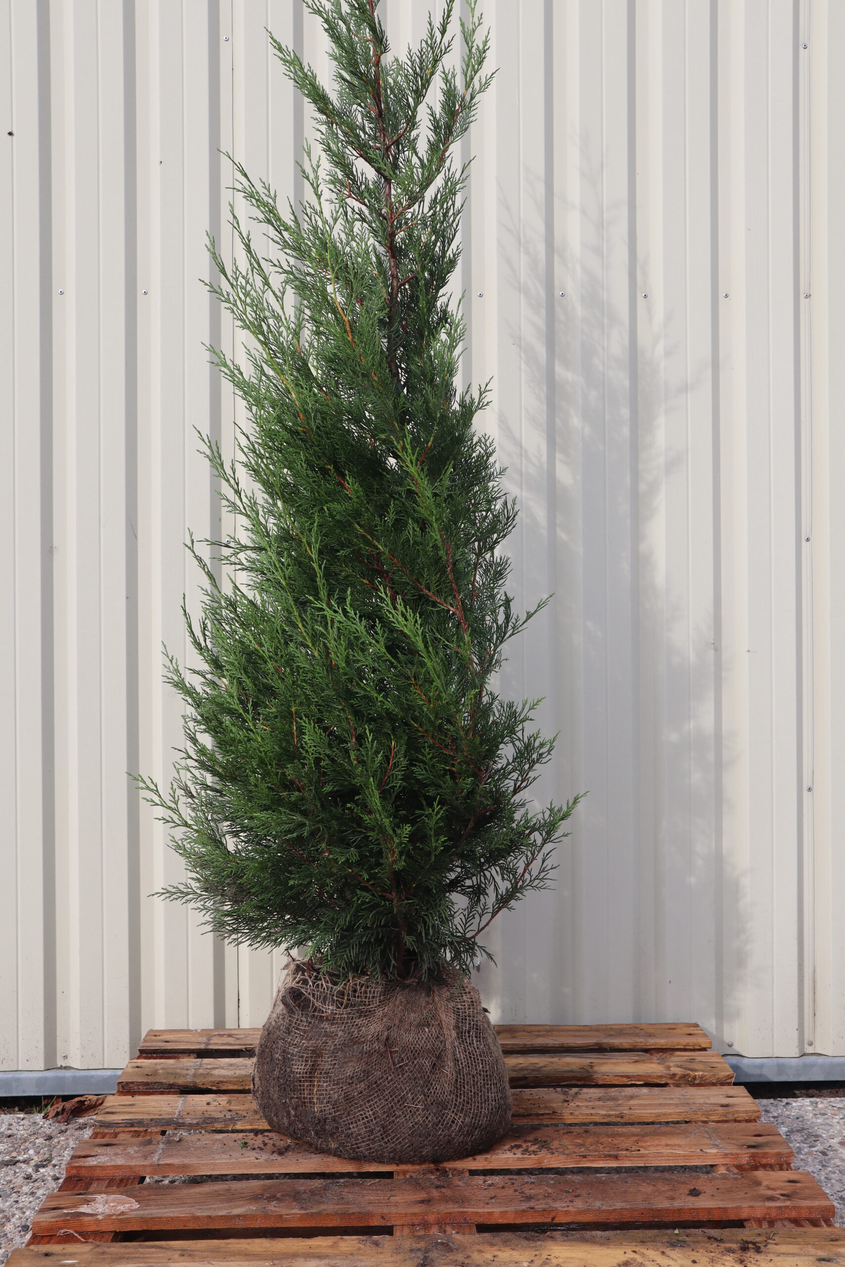 Cupressocyparis leylandii 2001