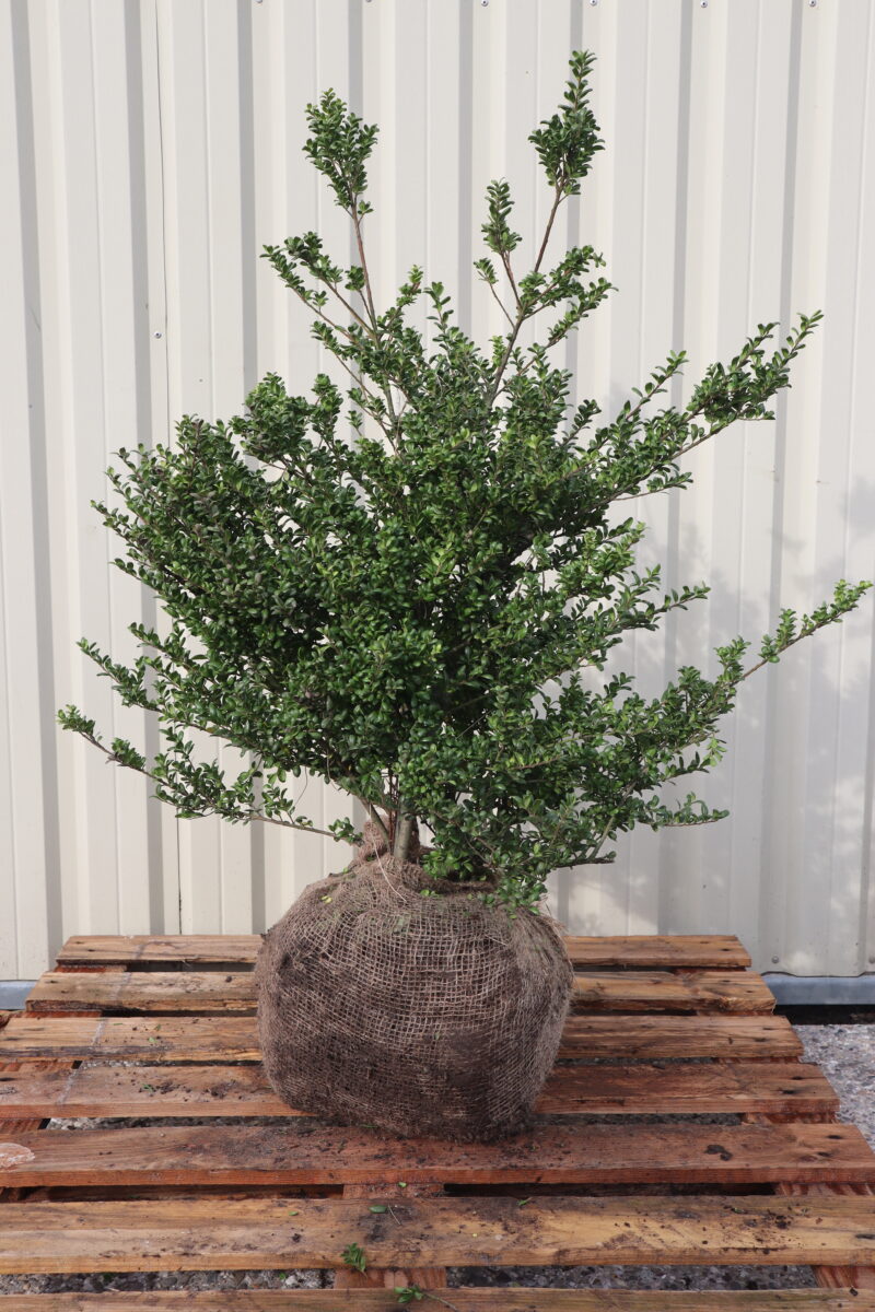 Ilex crenata Stokes
