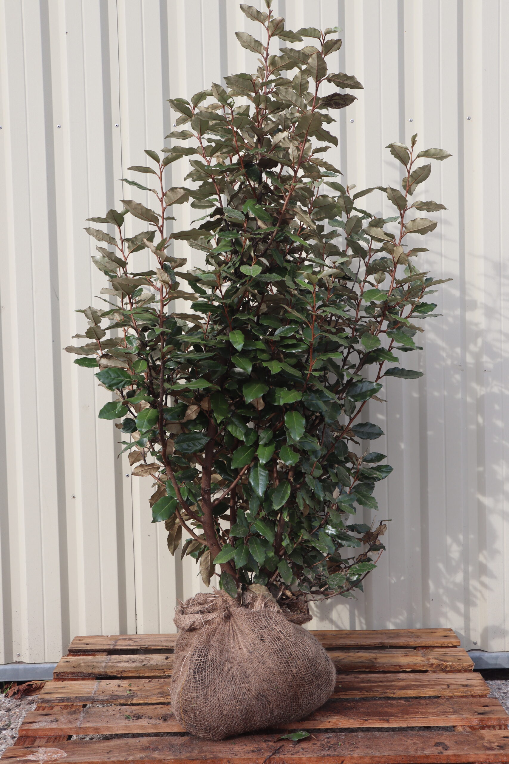 Elaeagnus ebbingei Compacta