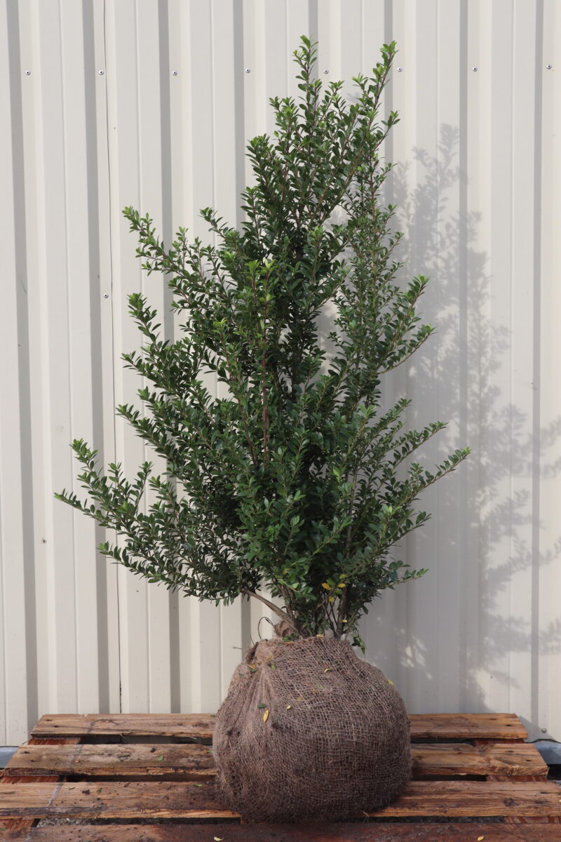 Ilex crenata Dark green