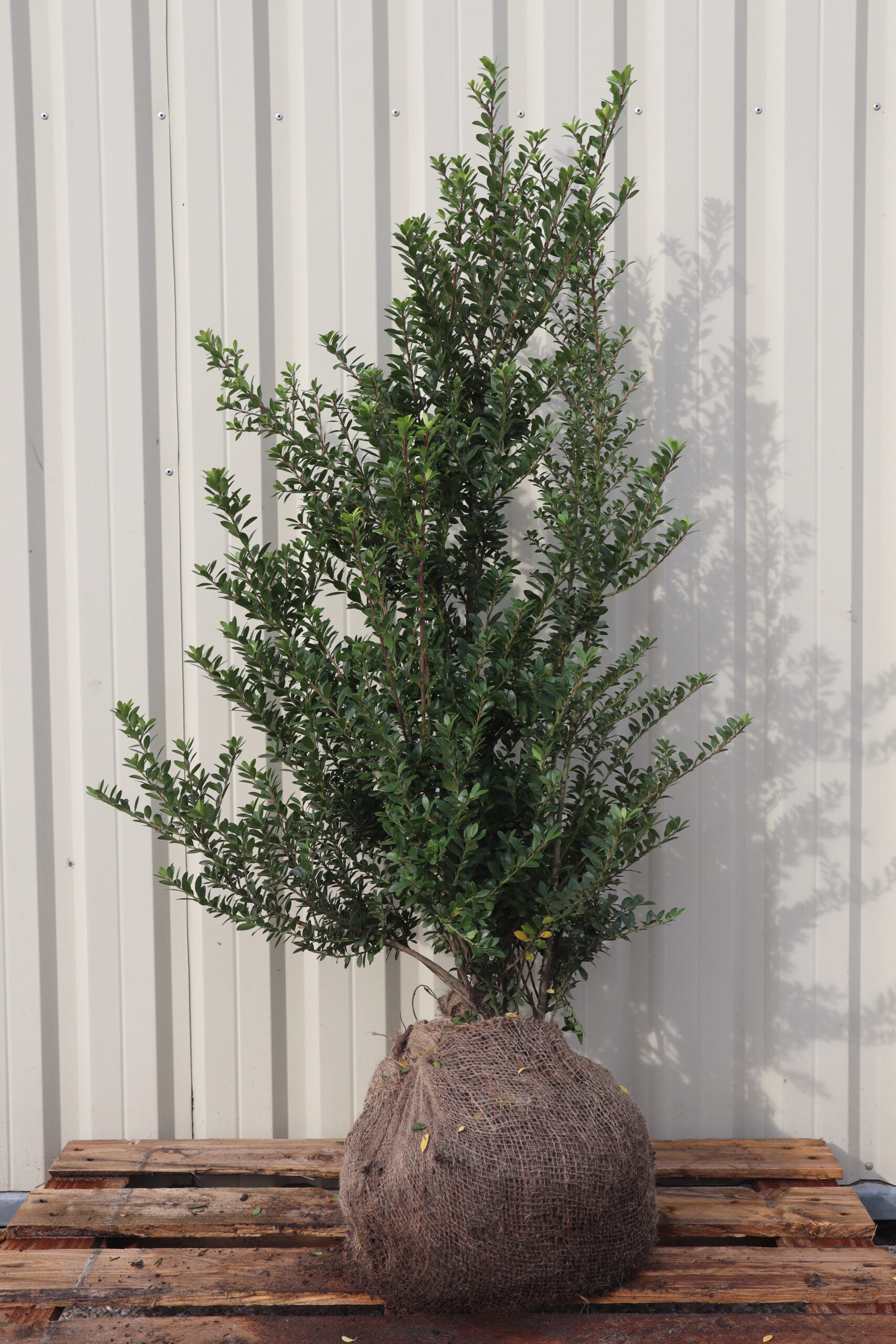 Ilex crenata Dark green