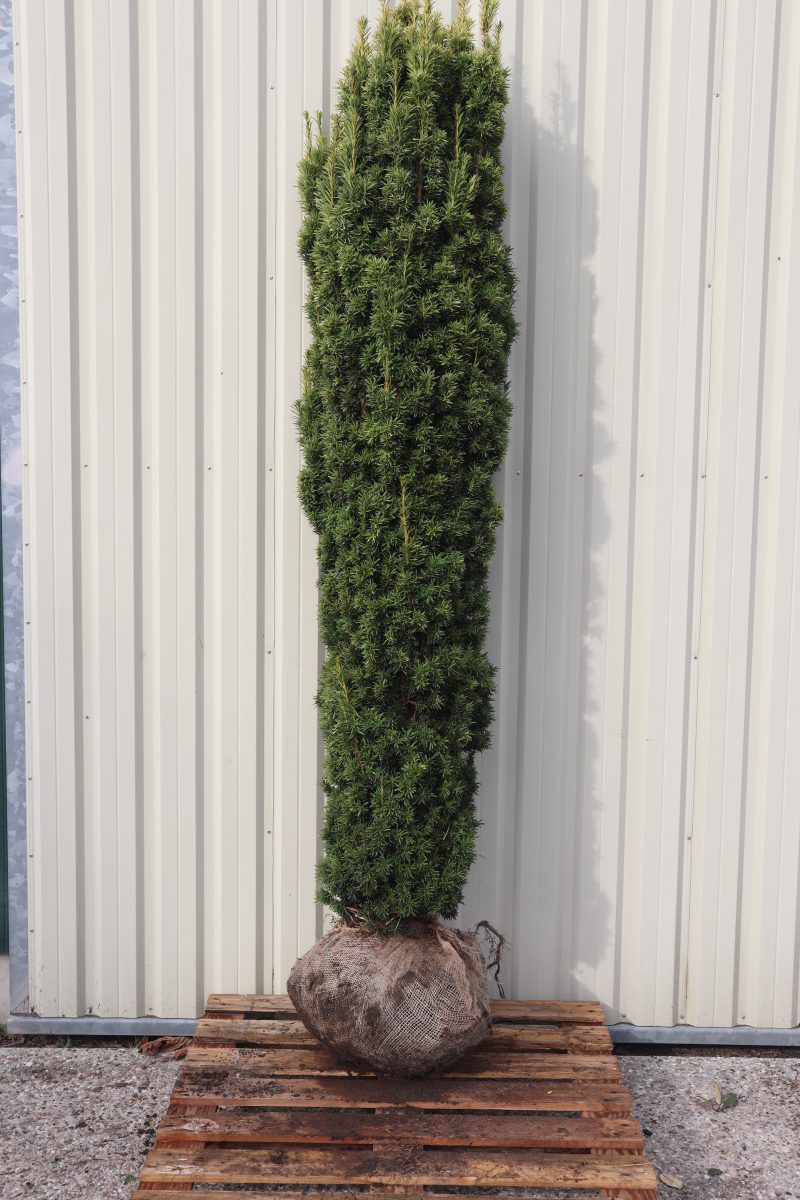 Taxus baccata Fastigiata Aurea