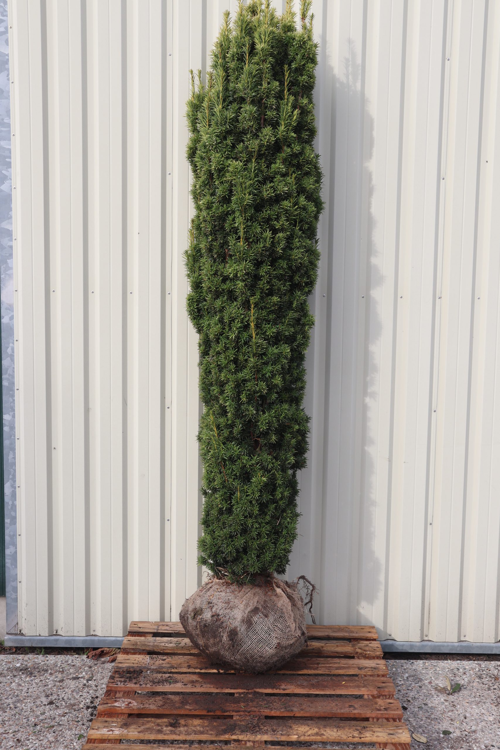 Taxus baccata Fastigiata Aurea