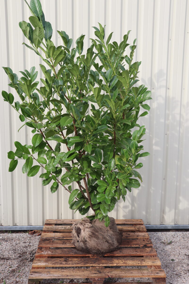 Prunus laurocerasus Rotundifolia