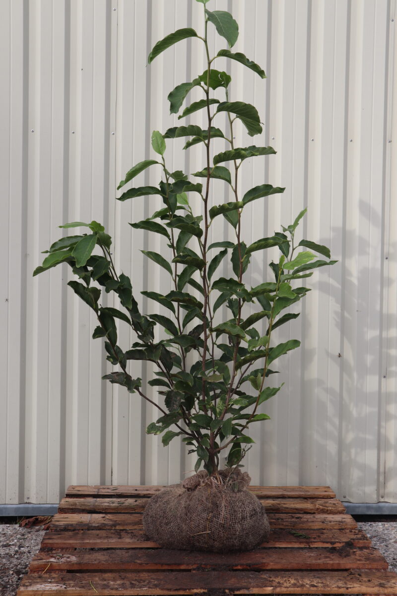 Magnolia Soulangeana