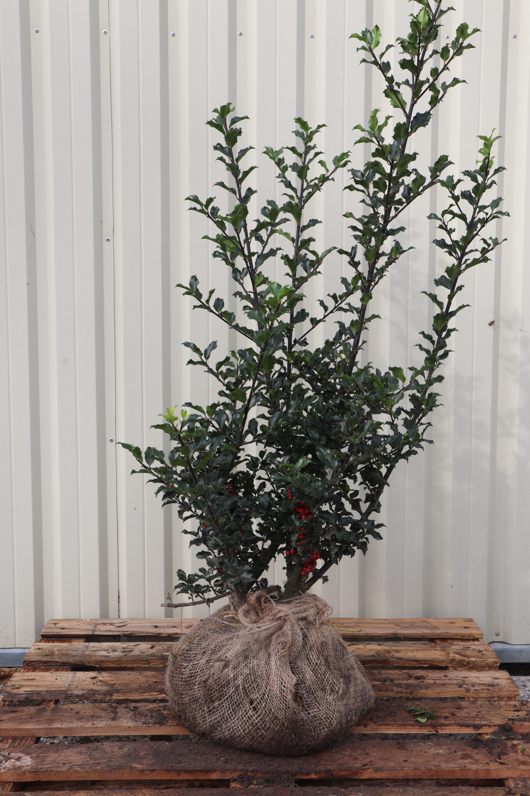Ilex meserveae Blue Princess