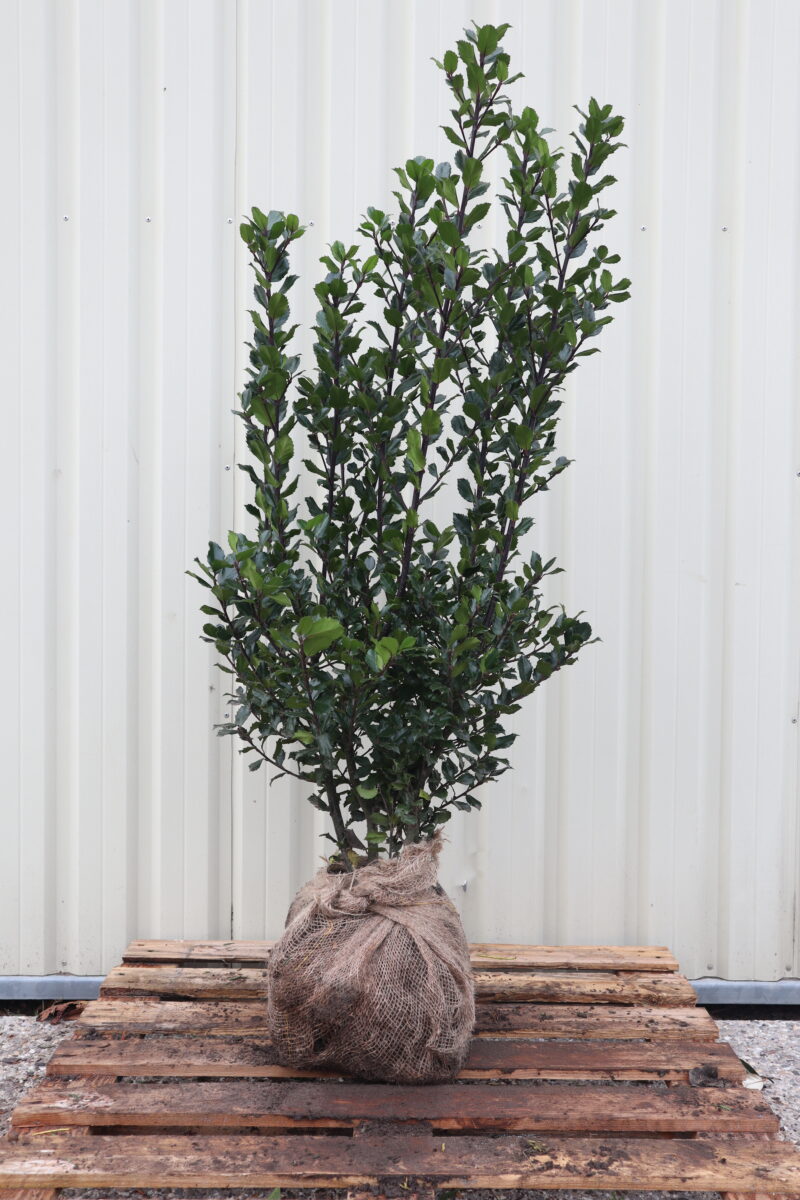 Ilex meserveae Blue Prince