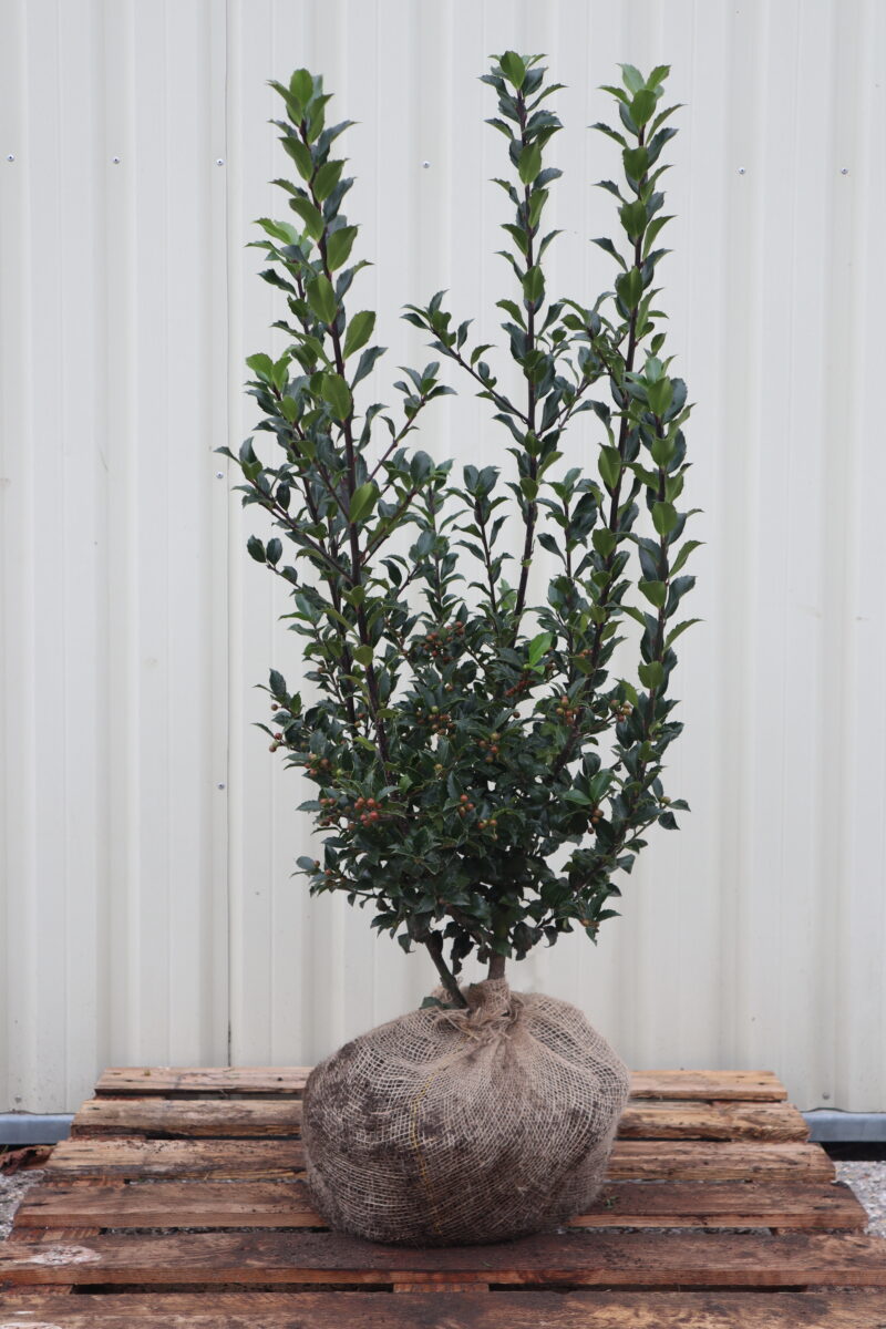 Ilex meserveae Heckenfee