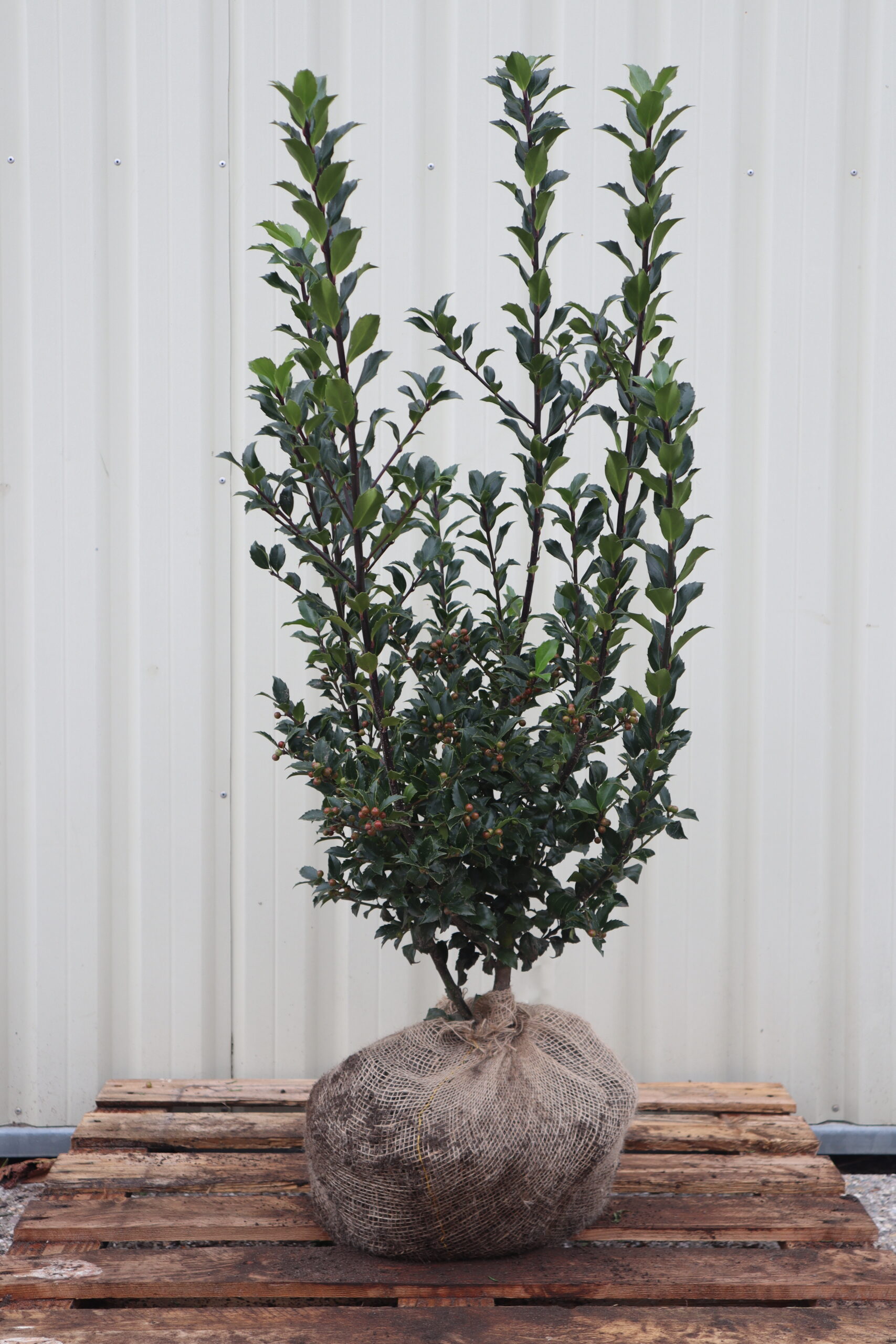 Ilex meserveae Heckenfee