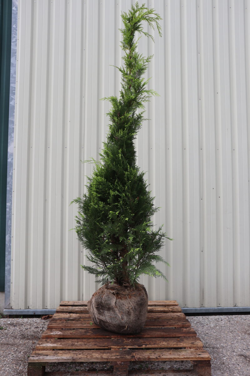 Chamaecyparis occidentalis Columnaris