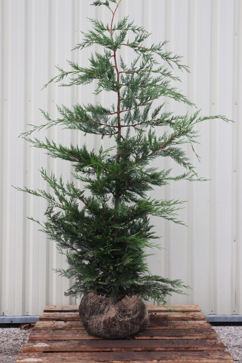 Cupressocyparis leylandii