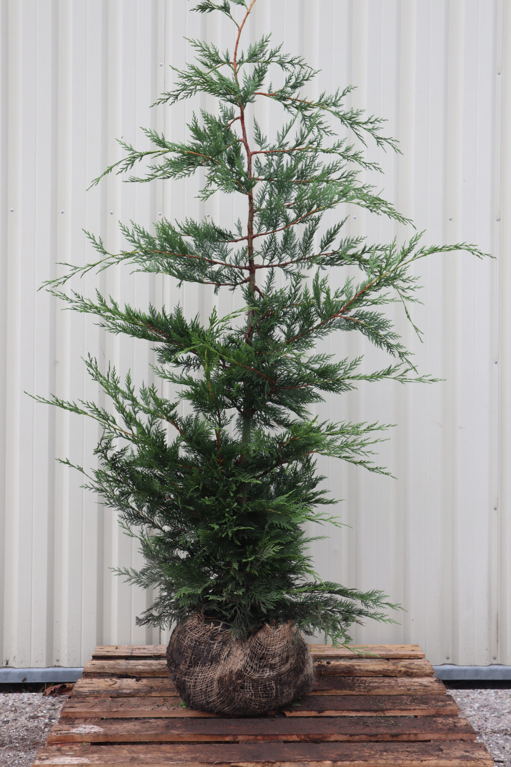 Cupressocyparis leylandii