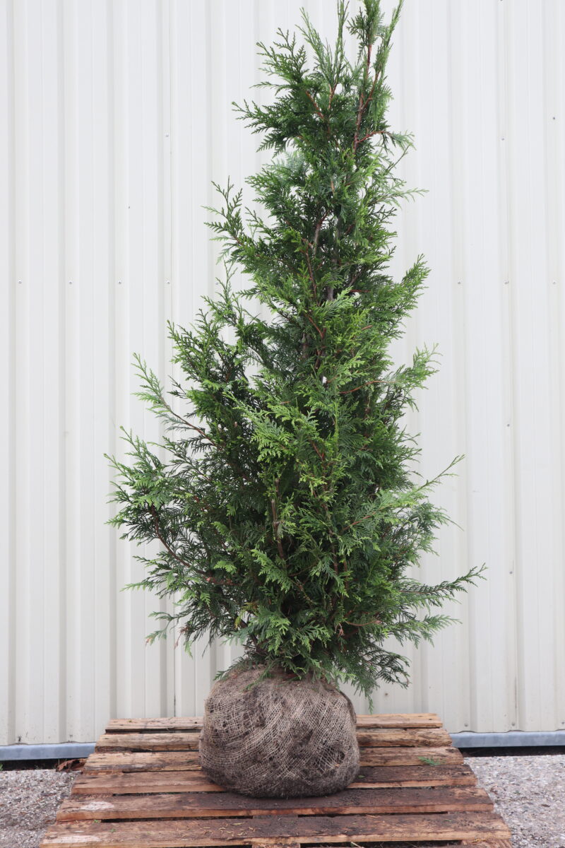 Thuja plicata Excelsa