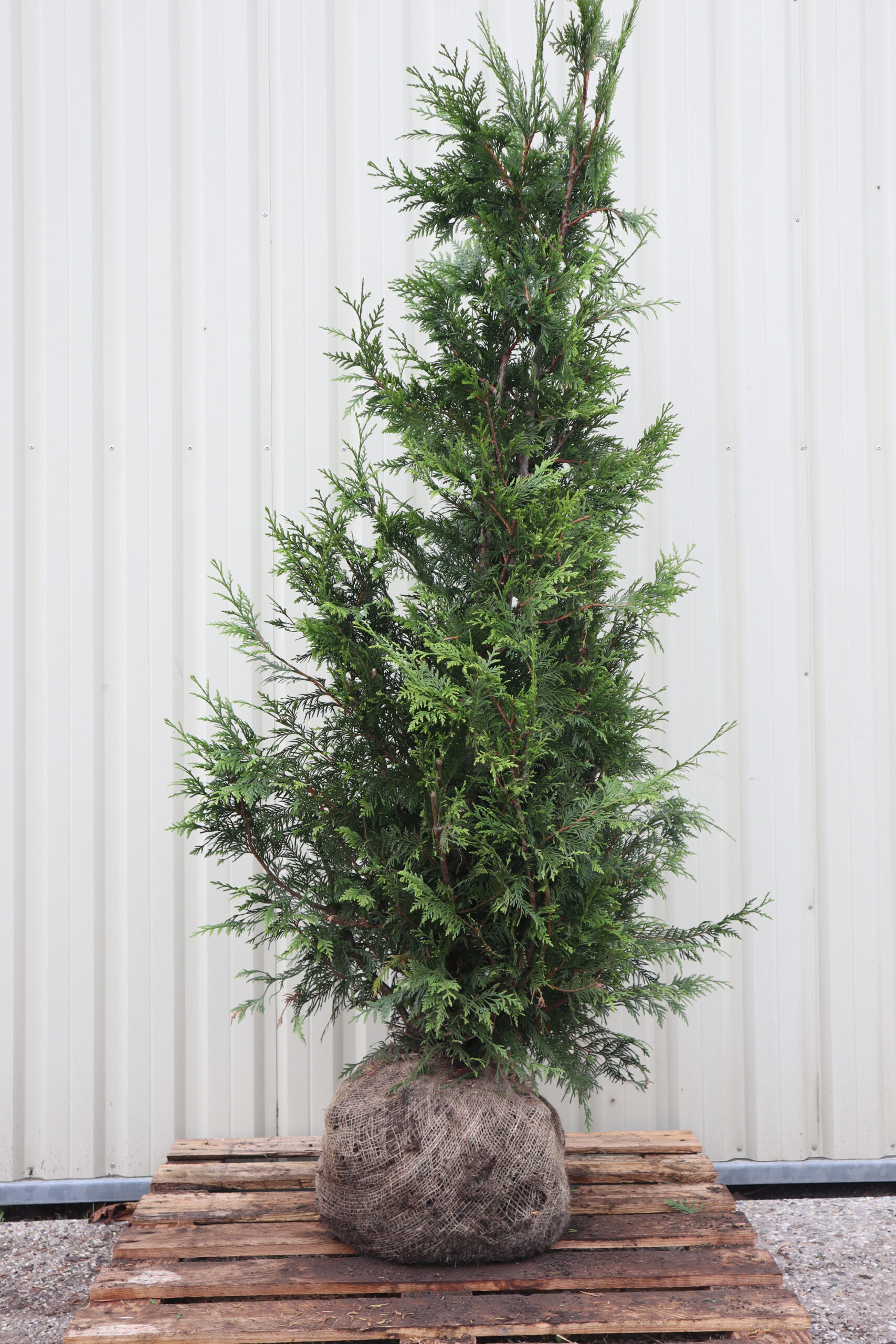Thuja plicata Excelsa