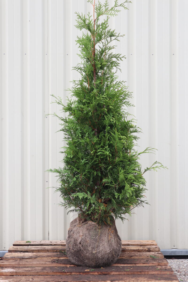 Thuja occidentalis Frieslandia