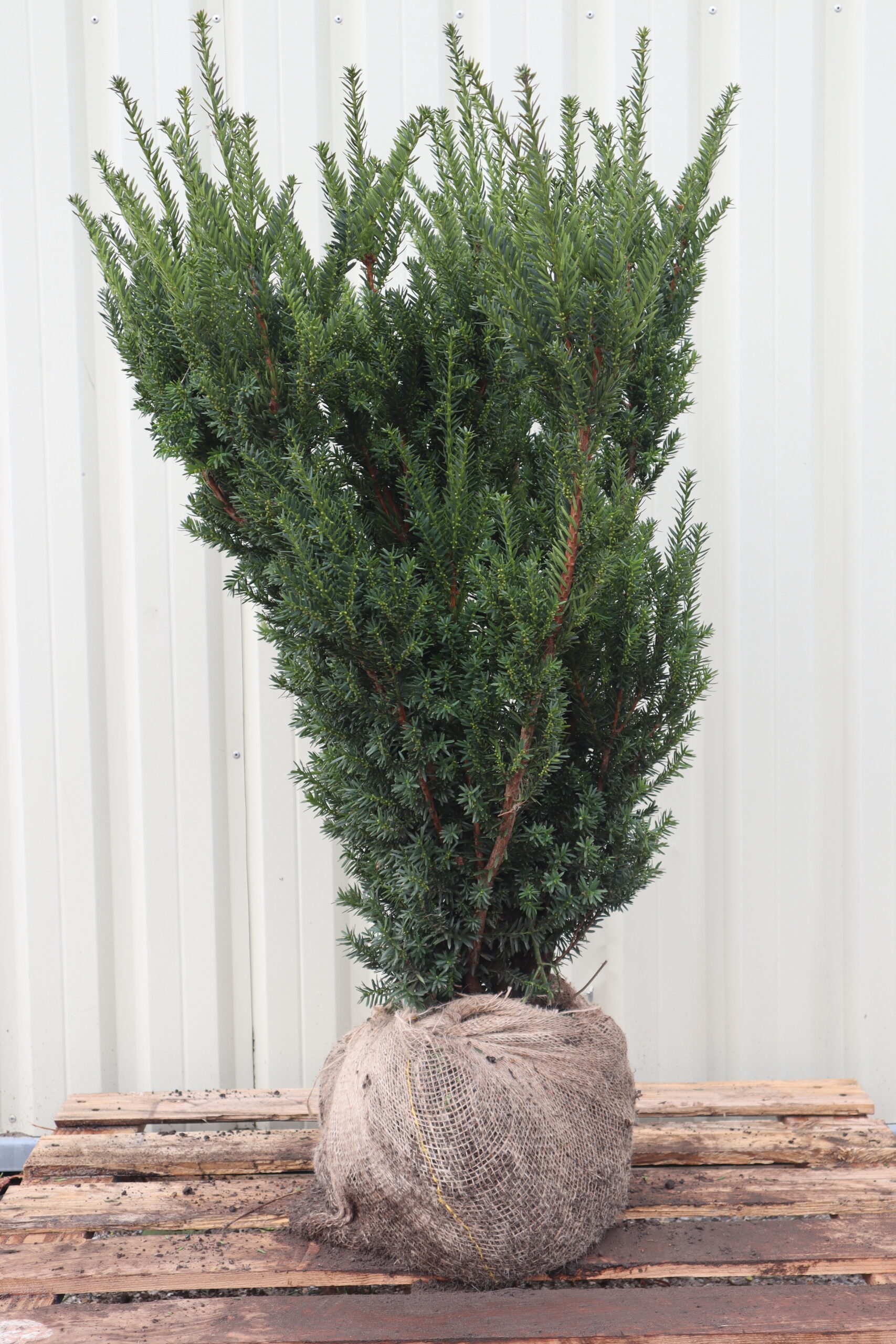 Taxus media Hillii