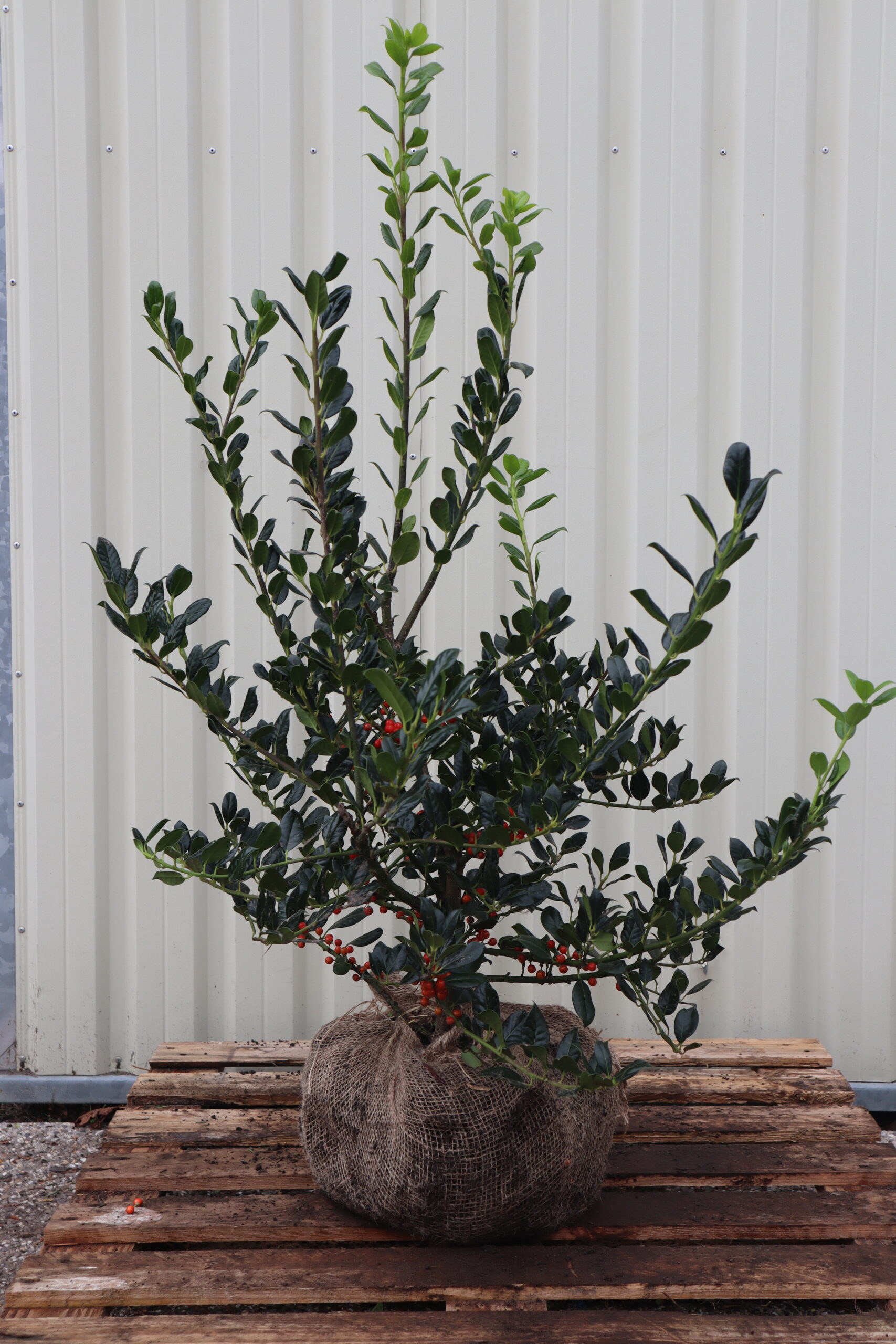 Ilex aquifolium JC van Tol (struik- en zuilvorm)