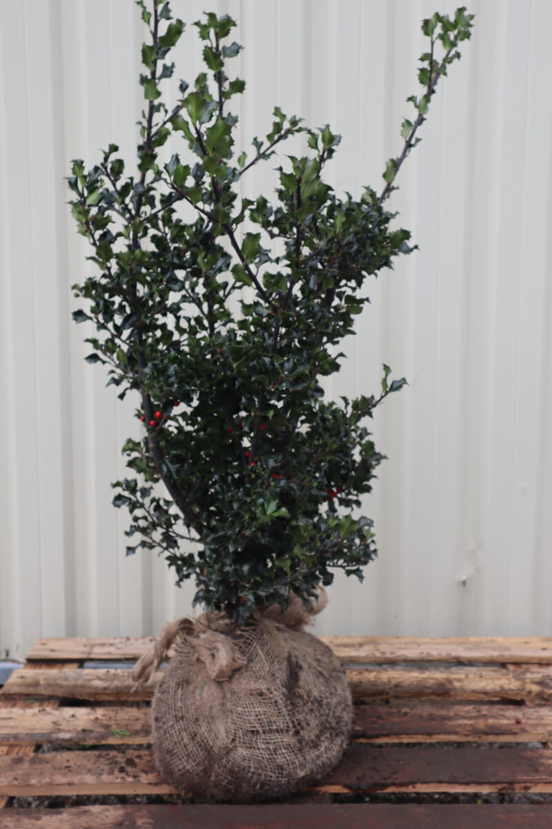 Ilex aquifolium Alaska
