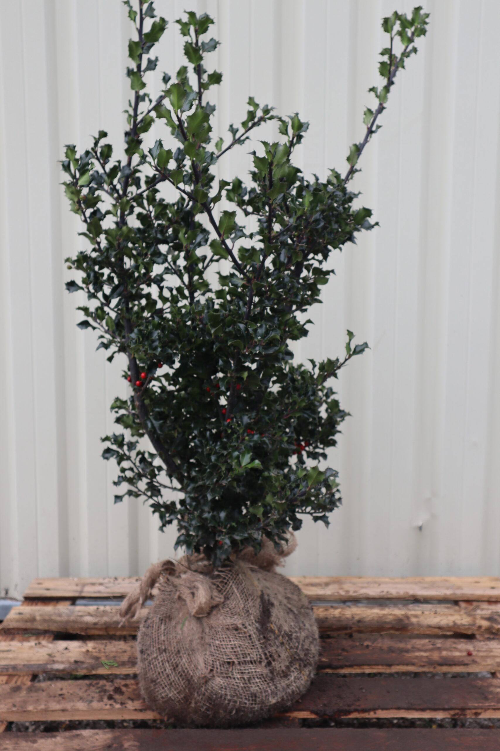 Ilex aquifolium Alaska