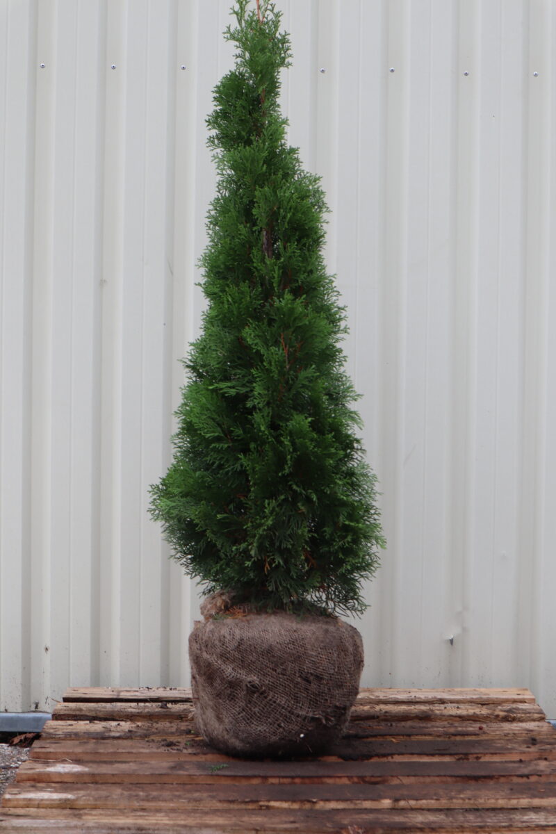 Thuja occidentalis Smaragd