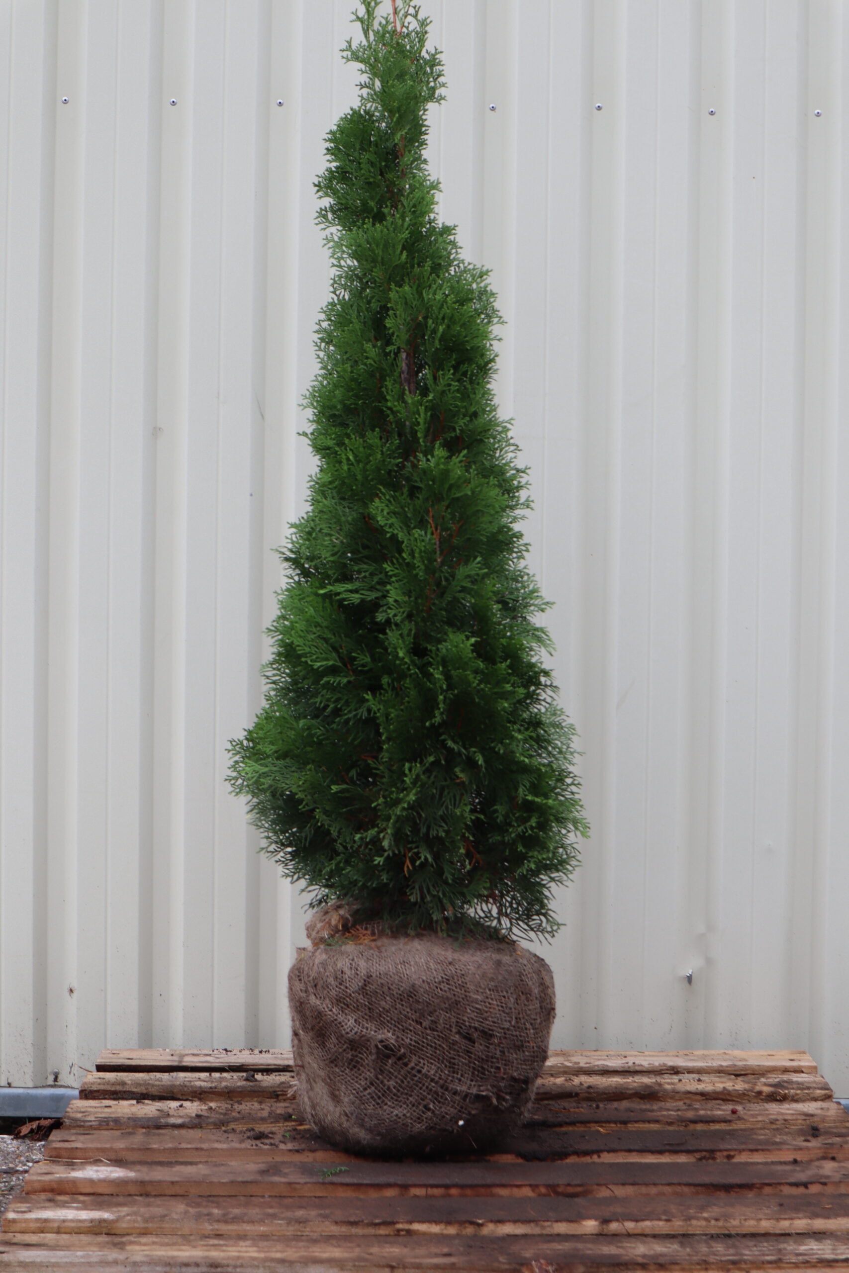 Thuja occidentalis Smaragd