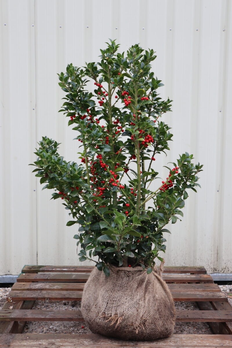 Ilex meserveae Blue Maid