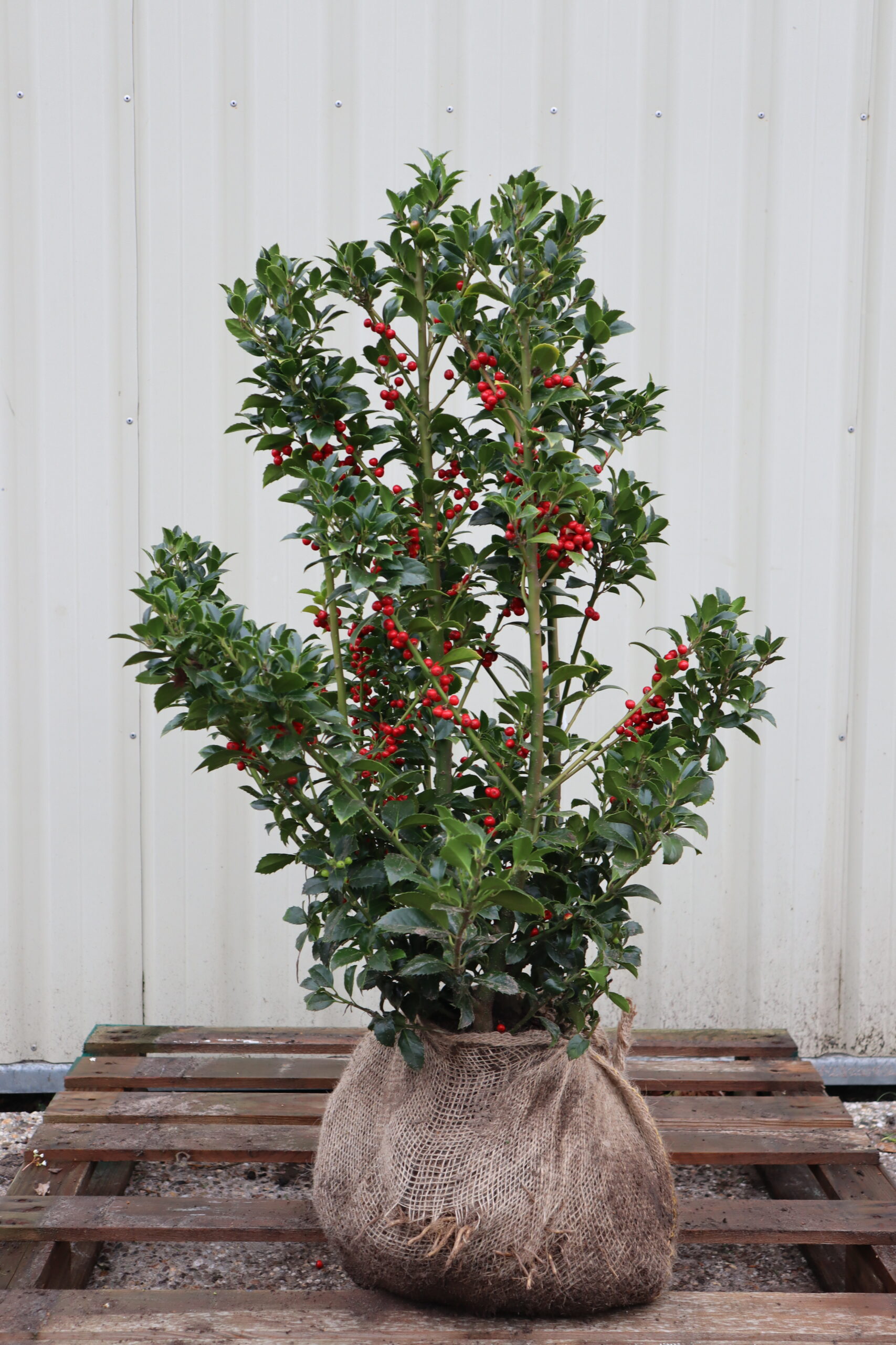 Ilex meserveae Blue Maid