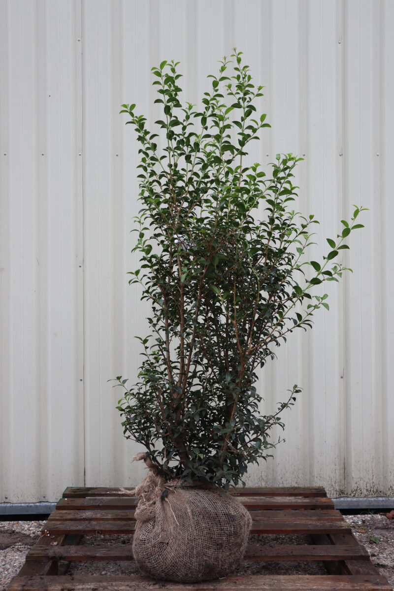 Ilex osmanthus Burkwoodii