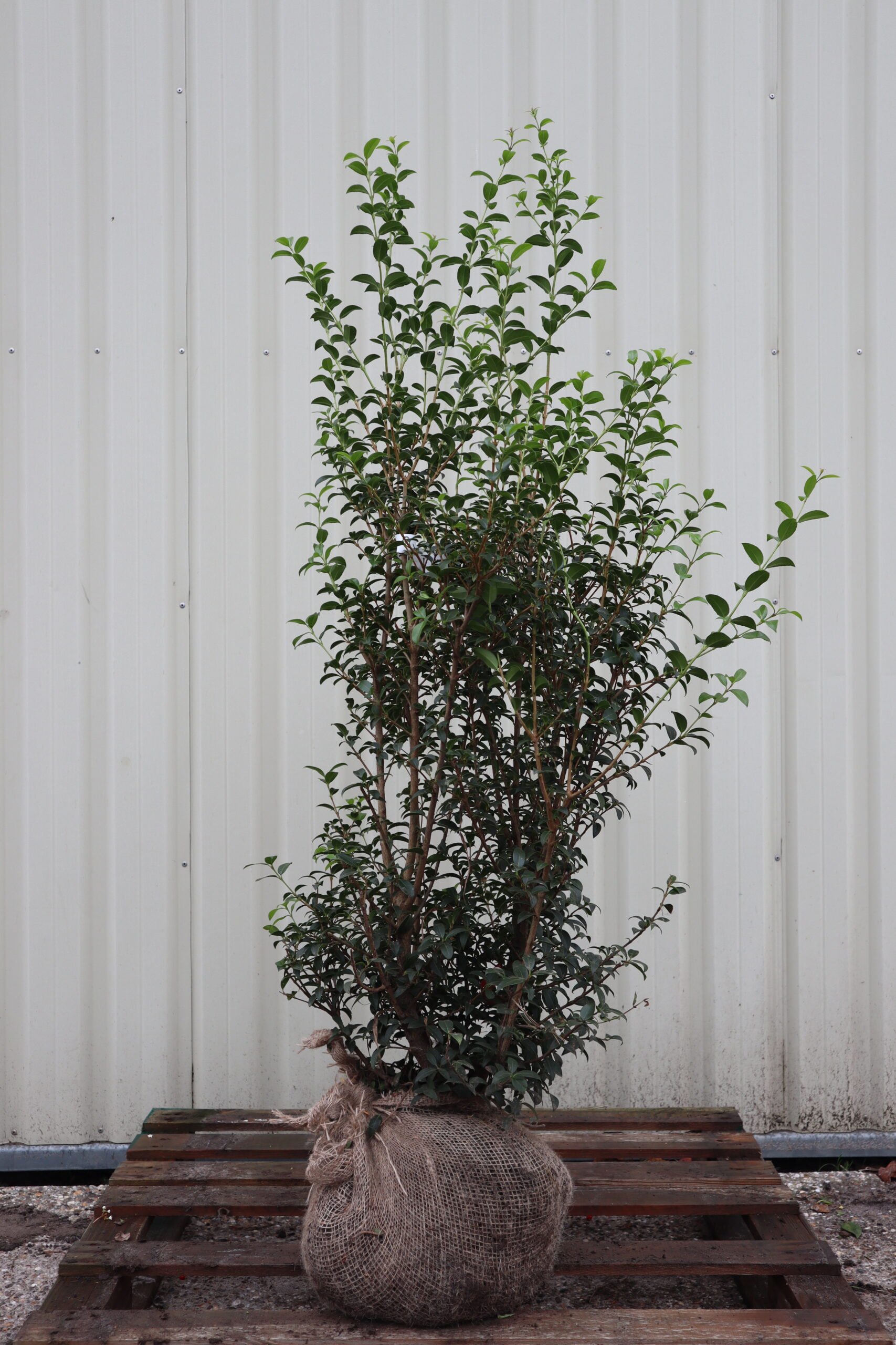 Ilex osmanthus Burkwoodii