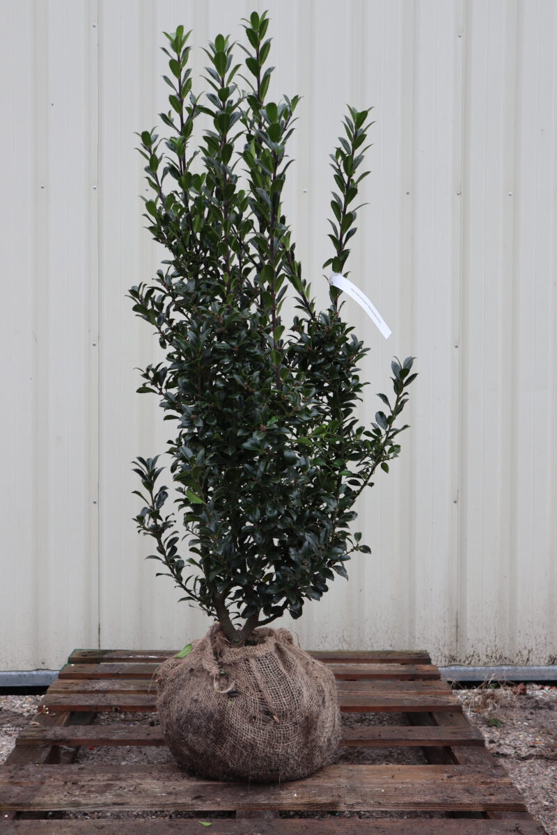 Ilex meserveae Heckenpracht