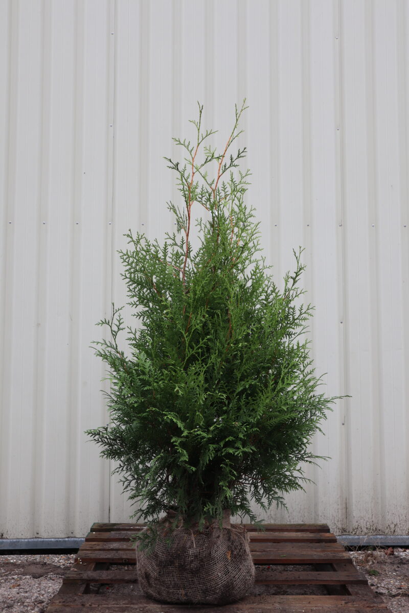 Thuja occidentalis Brabant