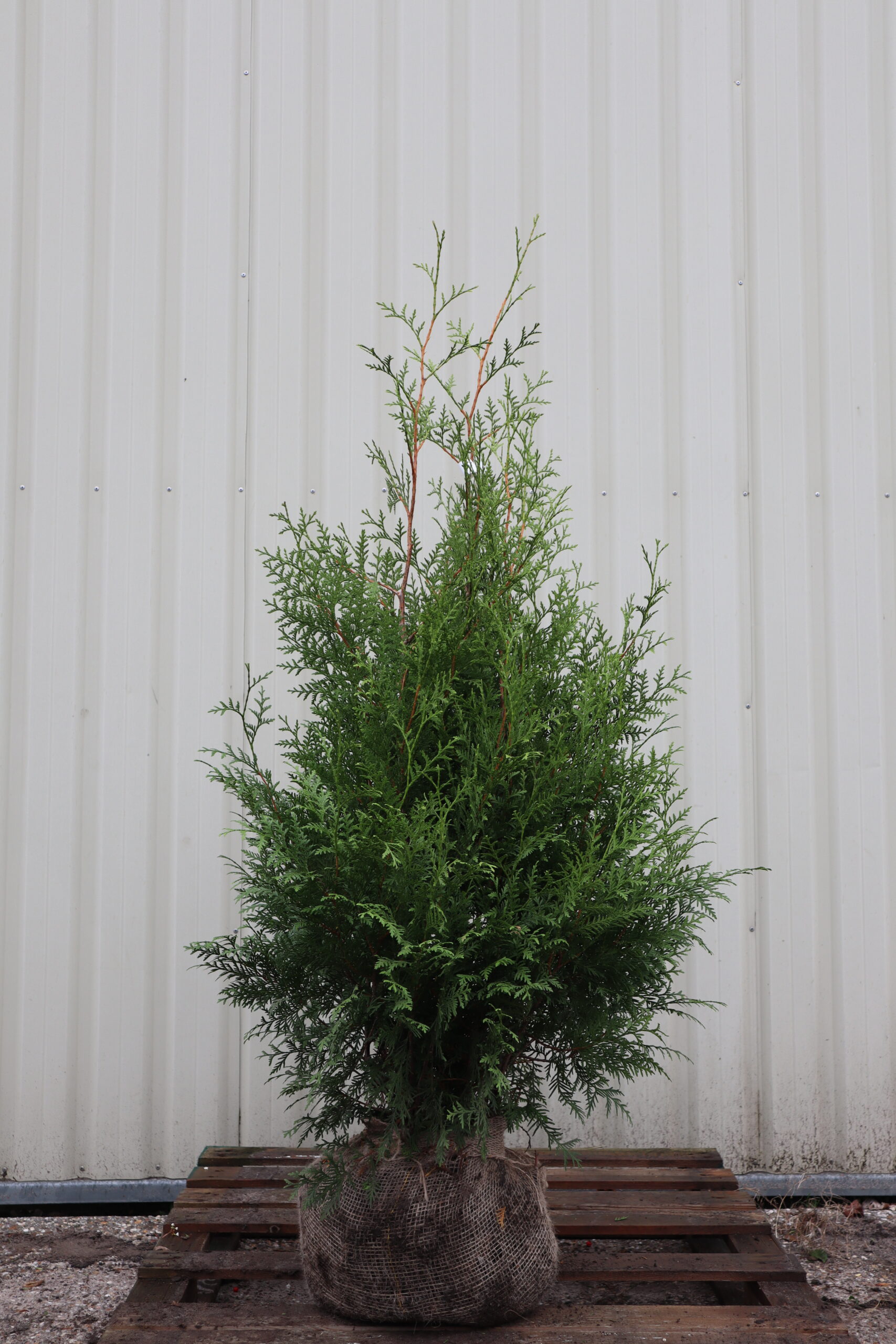 Thuja occidentalis Brabant