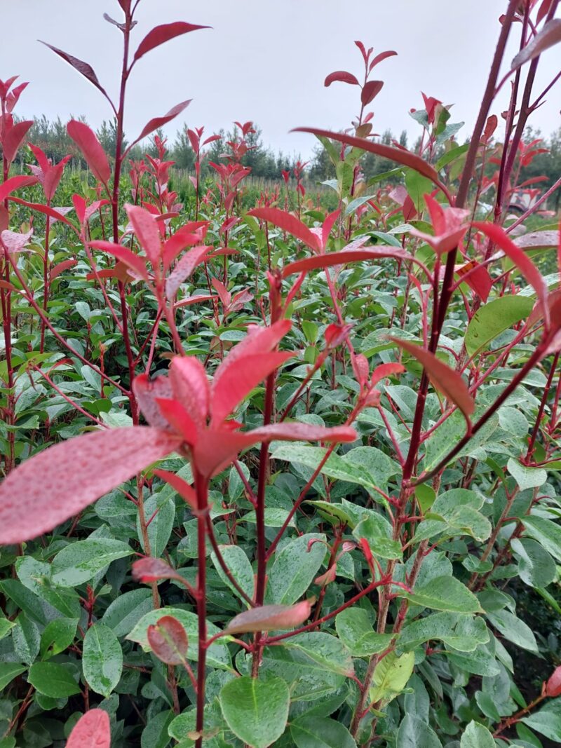 Photinia fraseri Red Robin