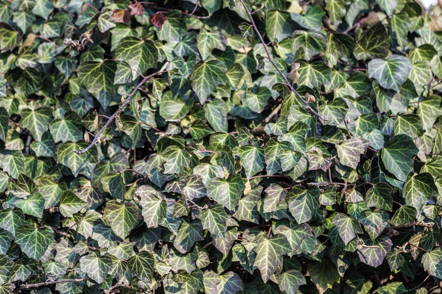 Hedera hibernica gestokt
