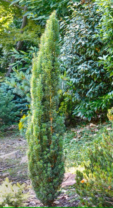 Taxus baccata Fastigiata
