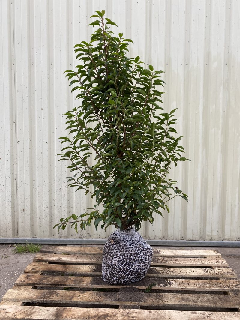 Prunus lusit Angustifolia