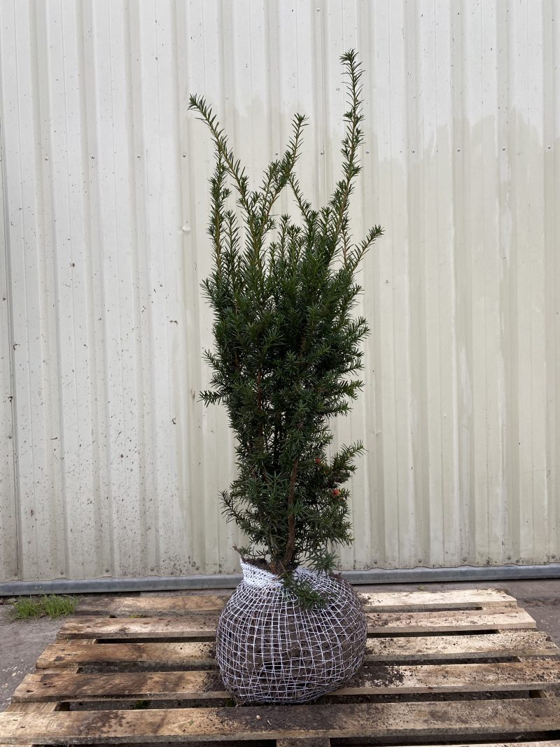 Taxus media Hicksii