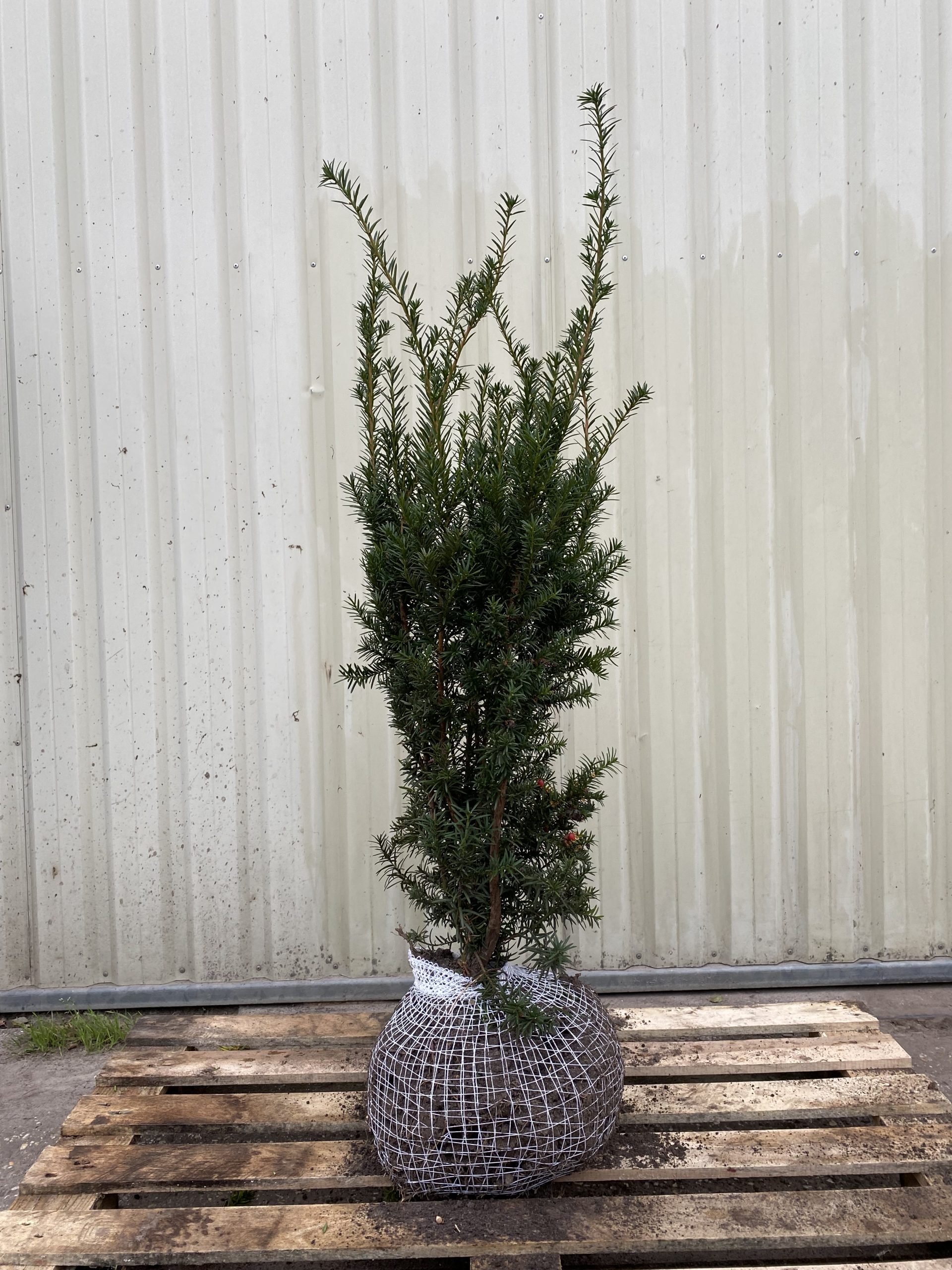 Taxus media Hicksii