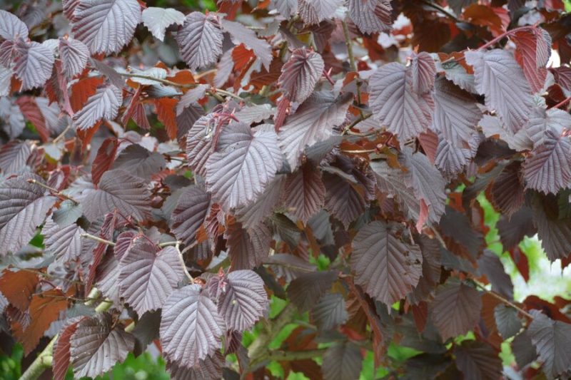 Fagus sylvatica Atropunicea