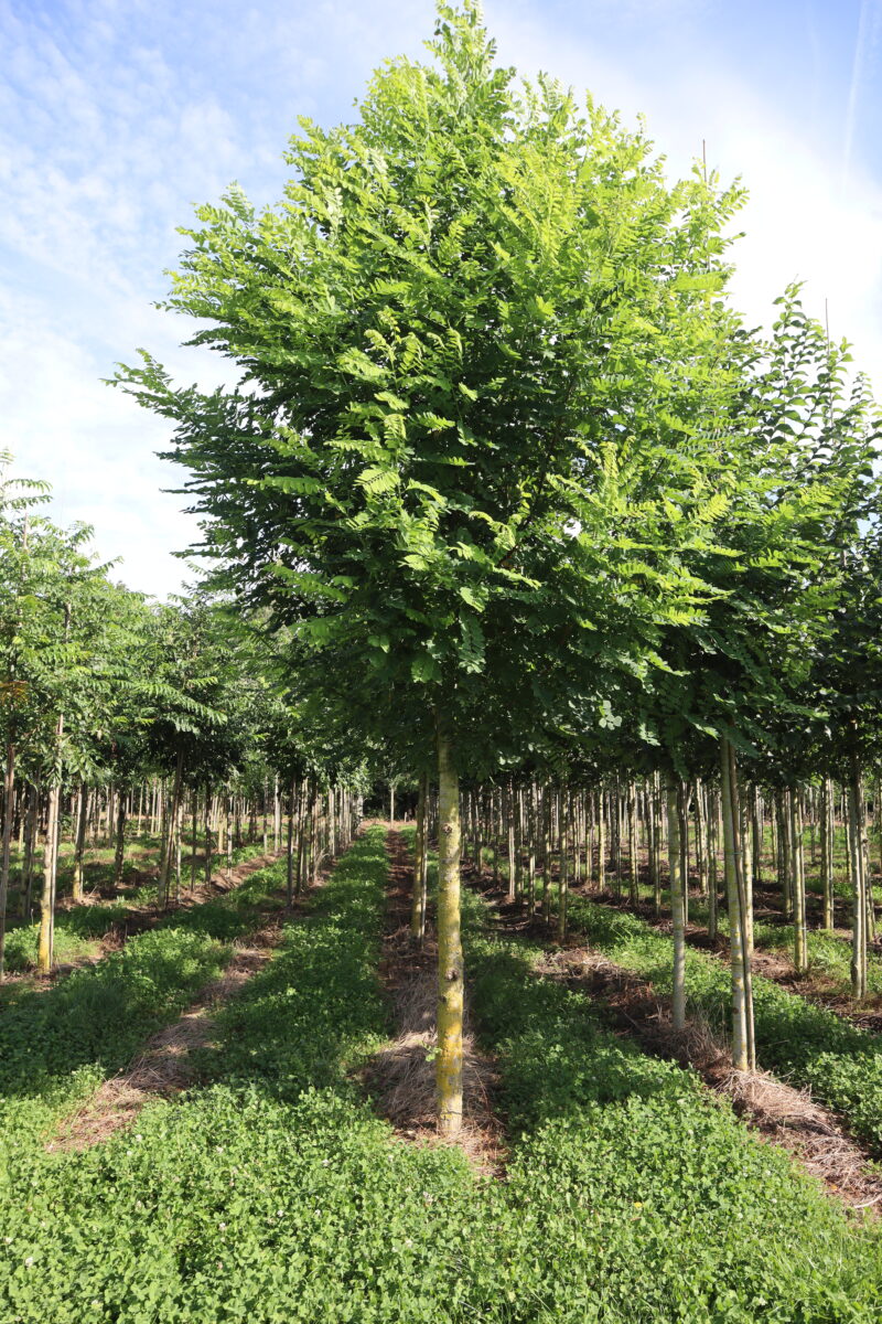 Robinia pseudoacacia Bessoniana