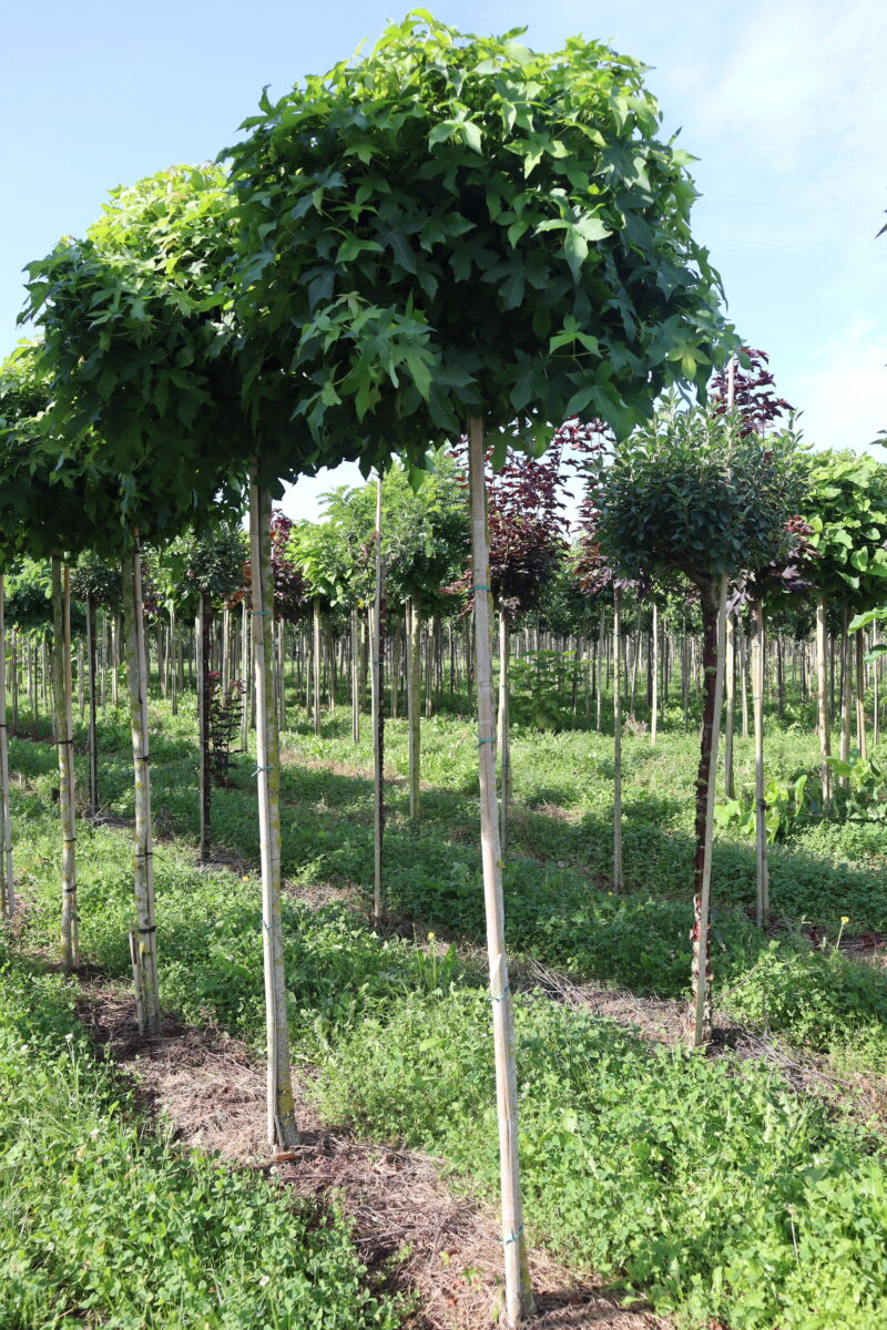 Liquidambar styraciflua 'Slender Silhoulet(bolvorm)