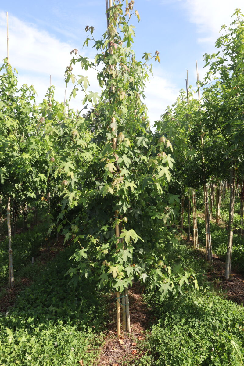 Liquidambar styraciflua