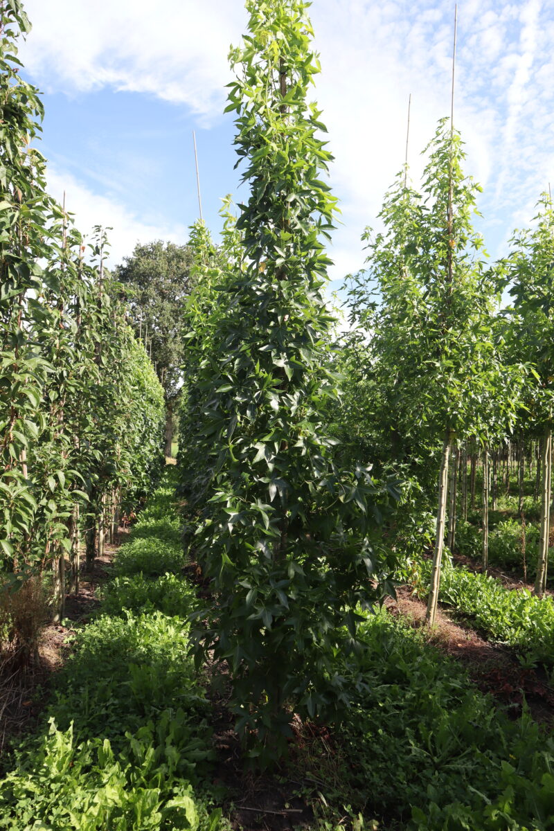 Liquidambar styraciflua 'Slender Siloutte' (zuilvorm)