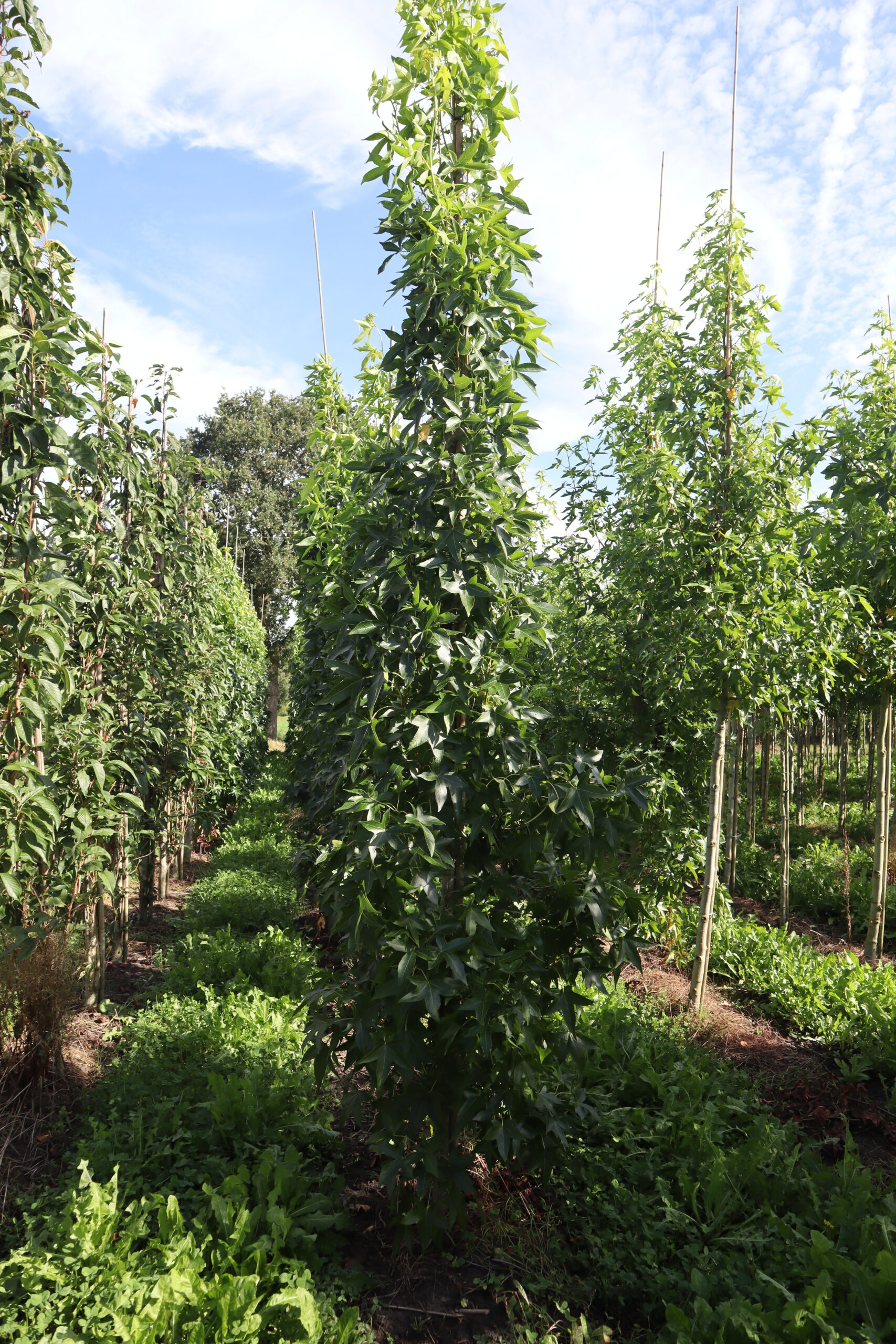 Liquidambar styraciflua 'Slender Siloutte' (zuilvorm)