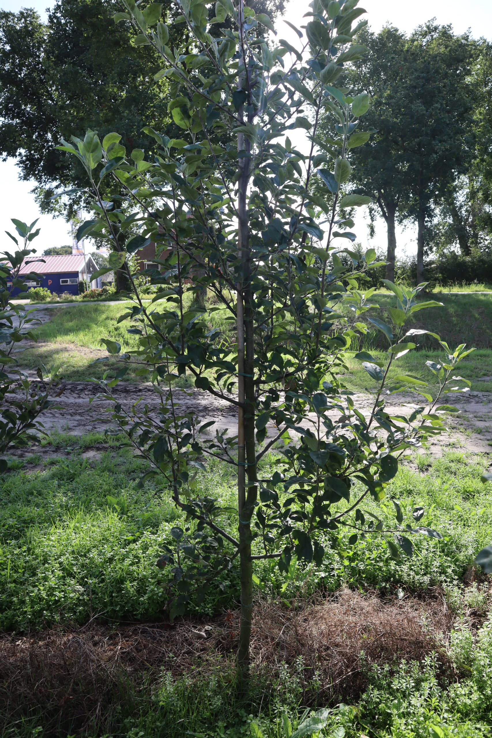 Malus domestica 'Elstar'