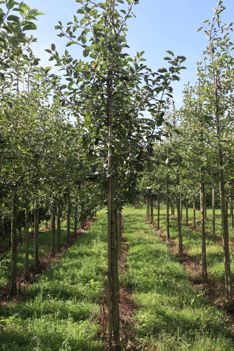 Malus domestica 'Ecolette' (halfstam)
