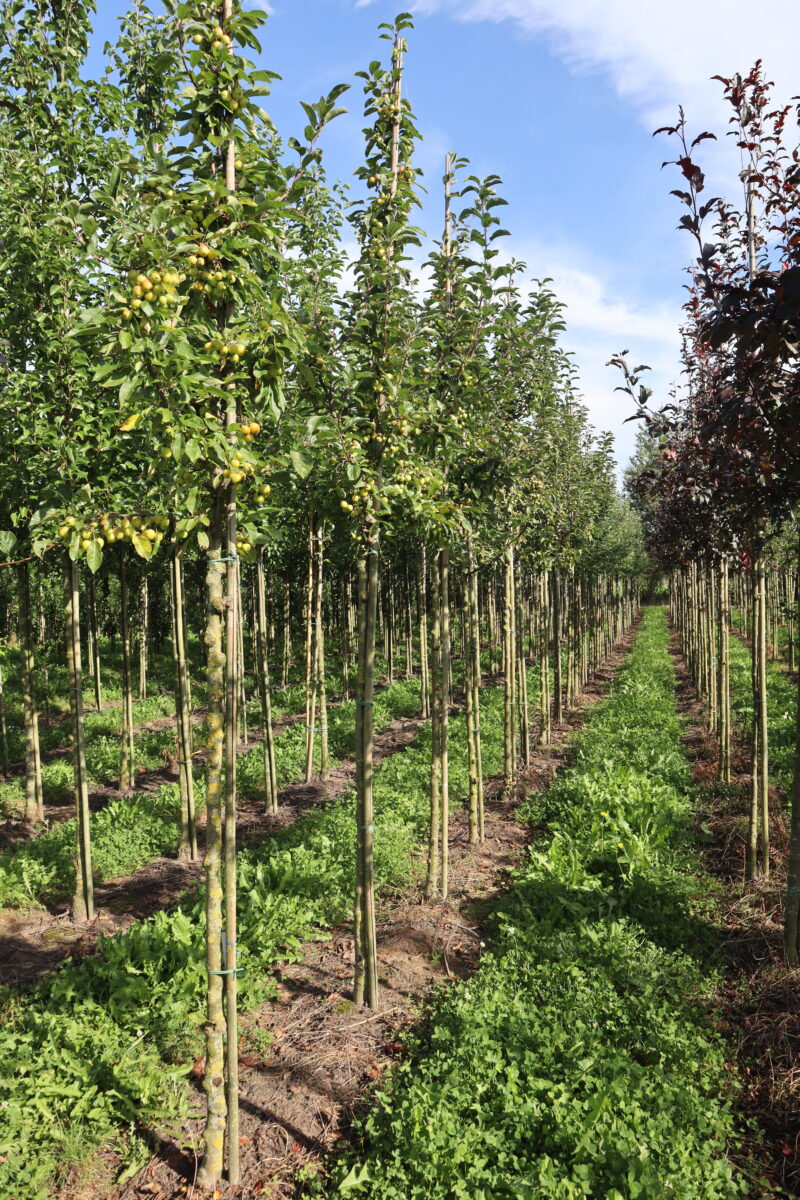 Malus 'Golden Hornet' (sier)