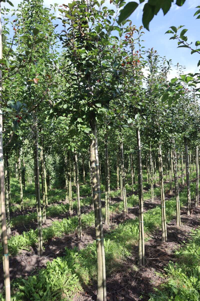Malus 'Mokum' (sier)