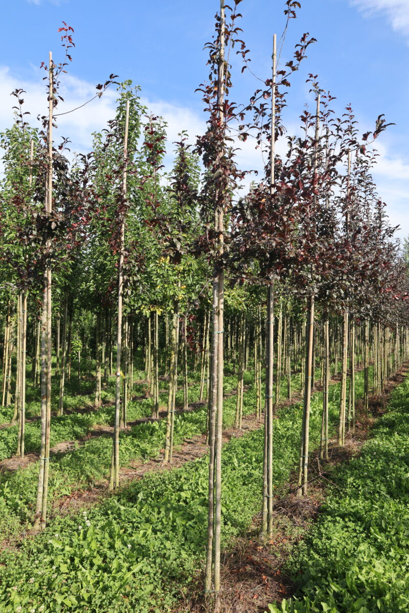 Malus veiths Scarlet (sier)